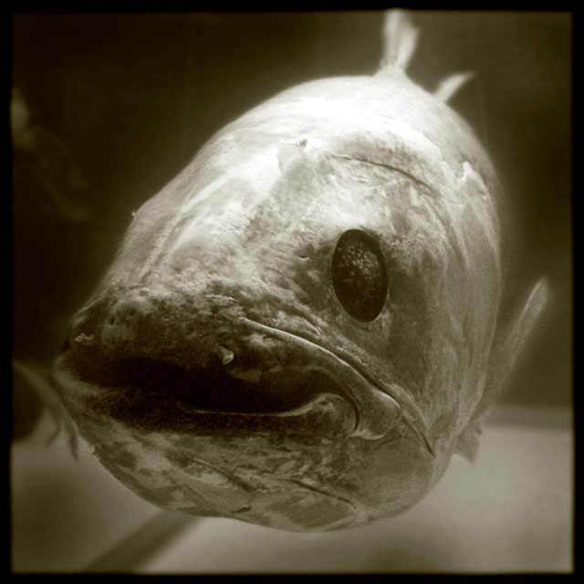 Pascal Renoux, Fish